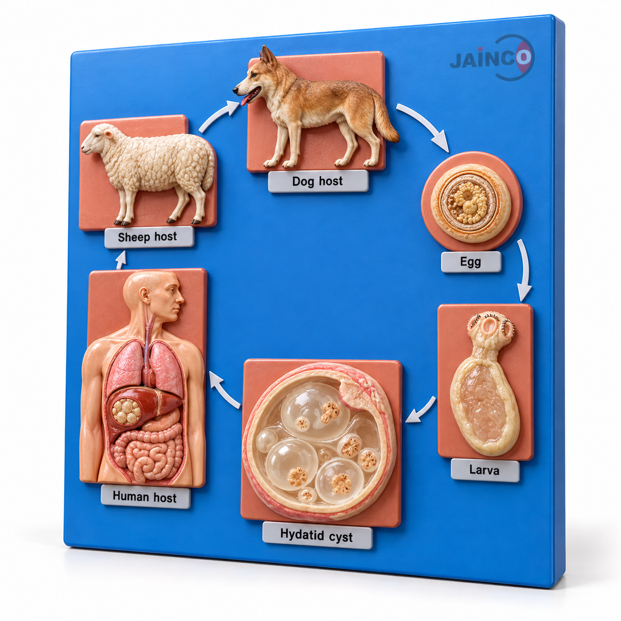 Life Cycle of Echinococcus Granulosus Model